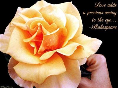 YELLOW ROSE