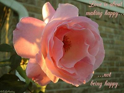 SWEETY ORANGE ROSE