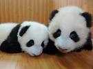 Pandas