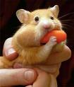 Hamster