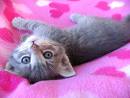 Kitten #1