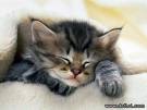 Kitten #3