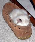 Shy Kitten #4