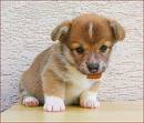 Corgi Puppy #1