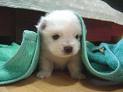 Puppy #5