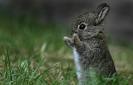 Bunny #1