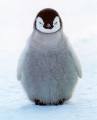 Penguin #1