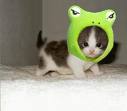 Kitten #5