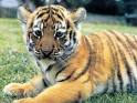 Baby Tiger