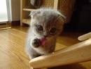 Kitten #6