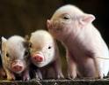 Piglets