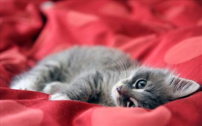chaton