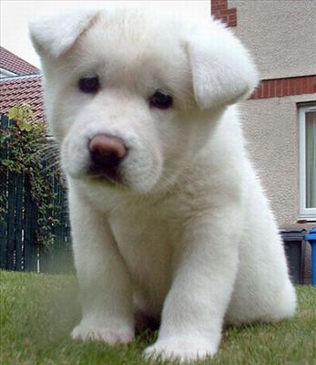 Yavru Köpek