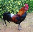 Rooster