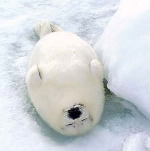 เก้ชอบนอนหงาย