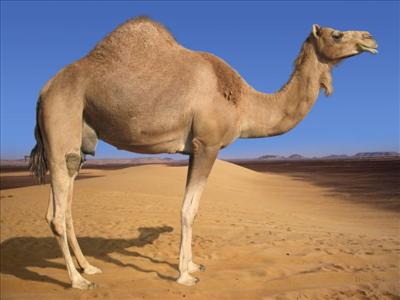 Jamel