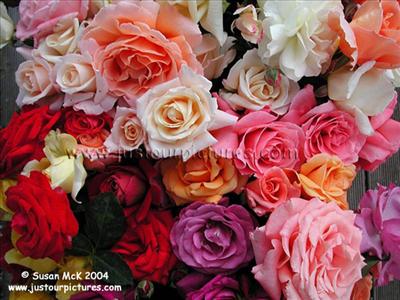 Roses
