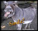 A Smile For Today