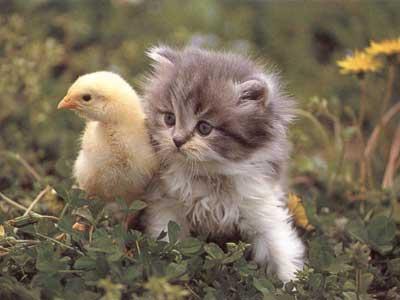 kitty