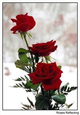 red rose
