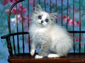 kitty