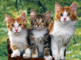 triple trouble