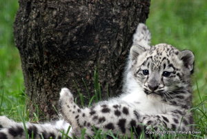 leopard