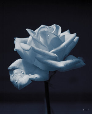 white rose