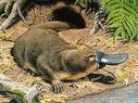 platypus