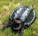 aligator snapping turtle