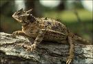 horned lizard