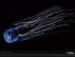 box jelly fish