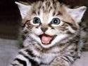 Kedi