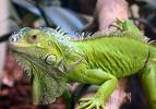 İguana