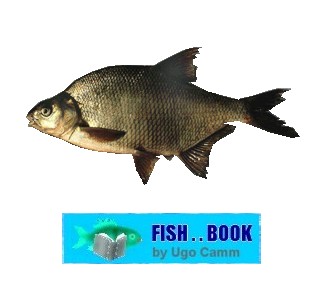 BREAM