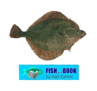 PLAICE