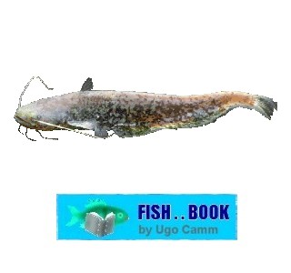 WELS CATFISH
