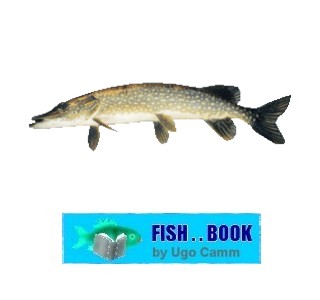 PIKE