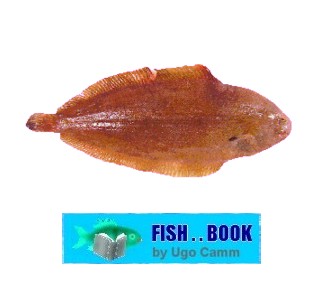 SOLE