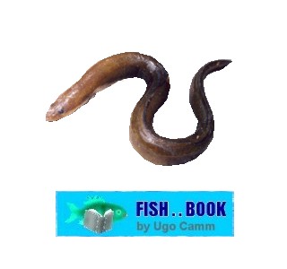 EEL