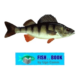 PERCH
