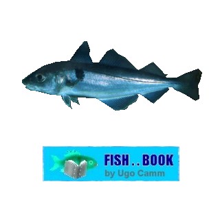 HADDOCK