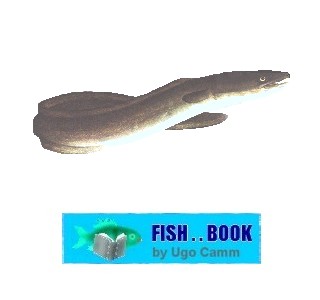 CONGER