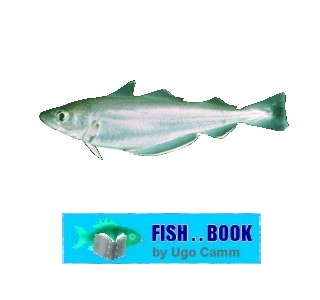 WHITING