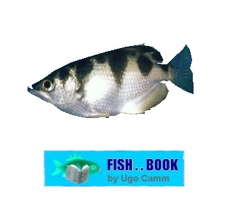 ARCHER FISH