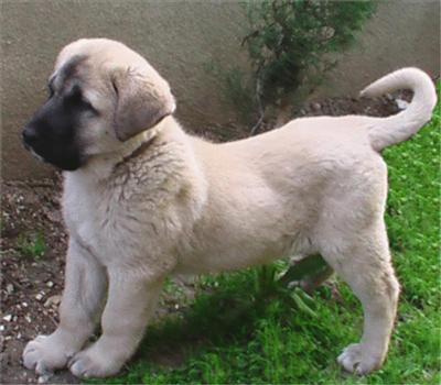Kangal Köpegi