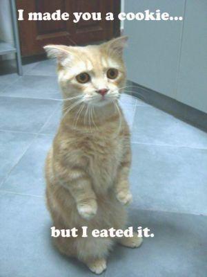 LOLcat4