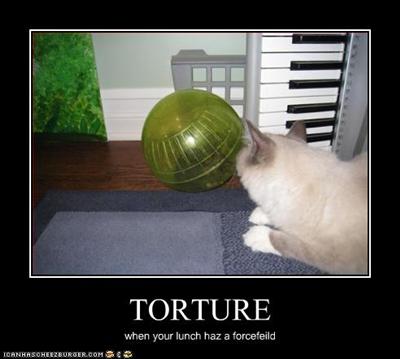 LOLcat 3