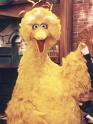 big bird