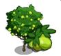 guava boom